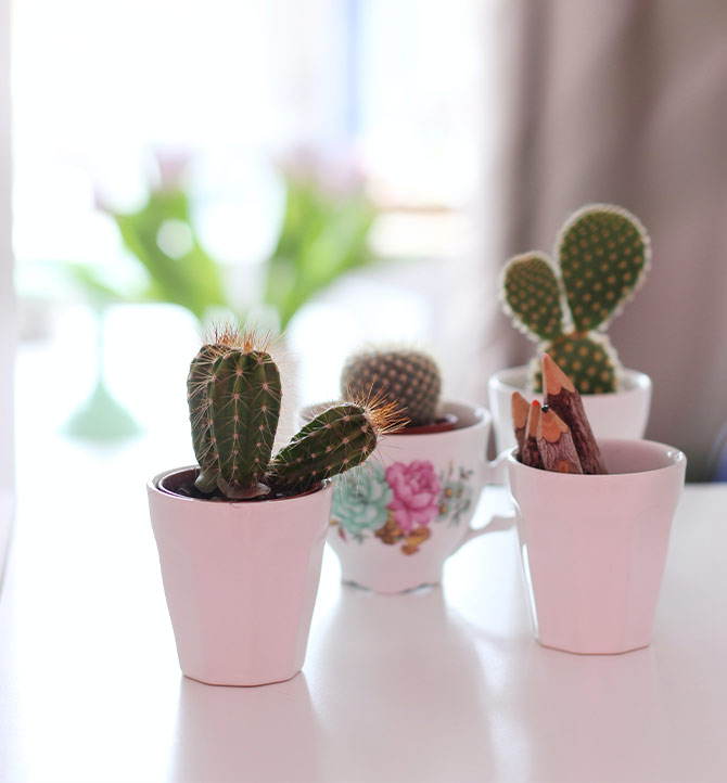 Jardin de petit cactus
