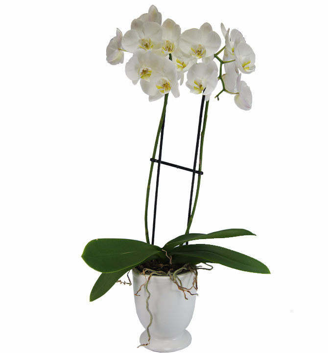 Orchidée blanche