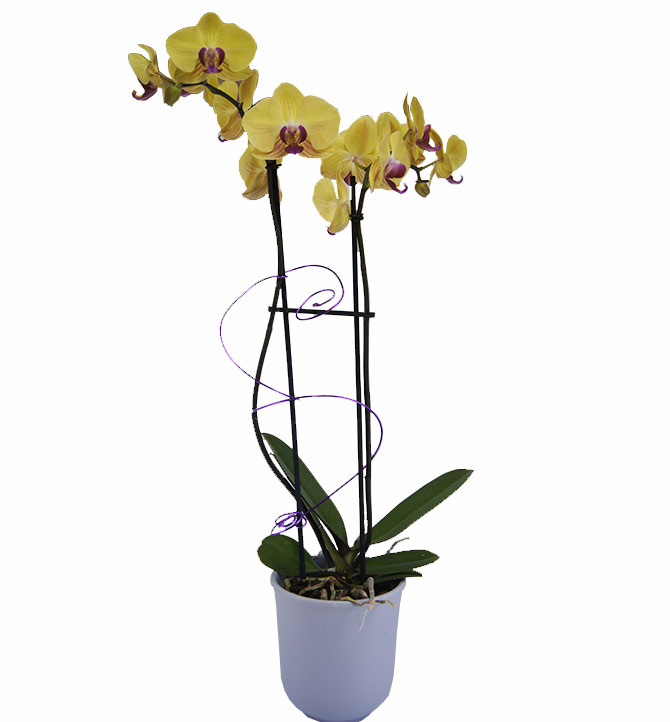 Orchidée jaune