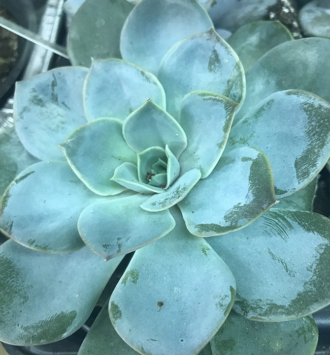 Plante Succulente