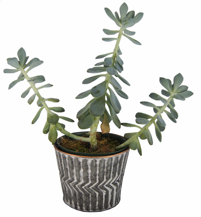 Plante verte épurée