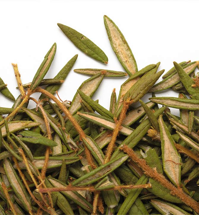 Camellia Sinensis - The du Labrador 30g