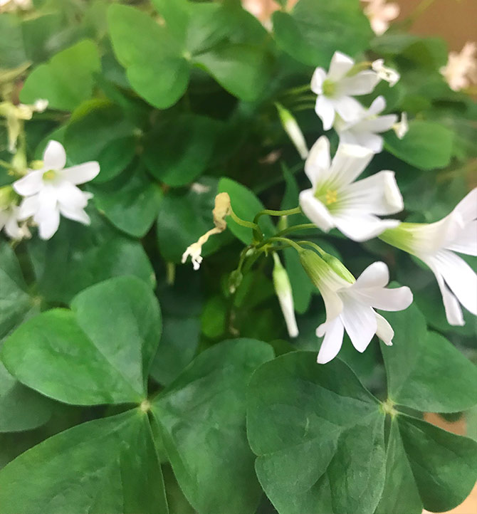 Bouquet de trèfle irlandais